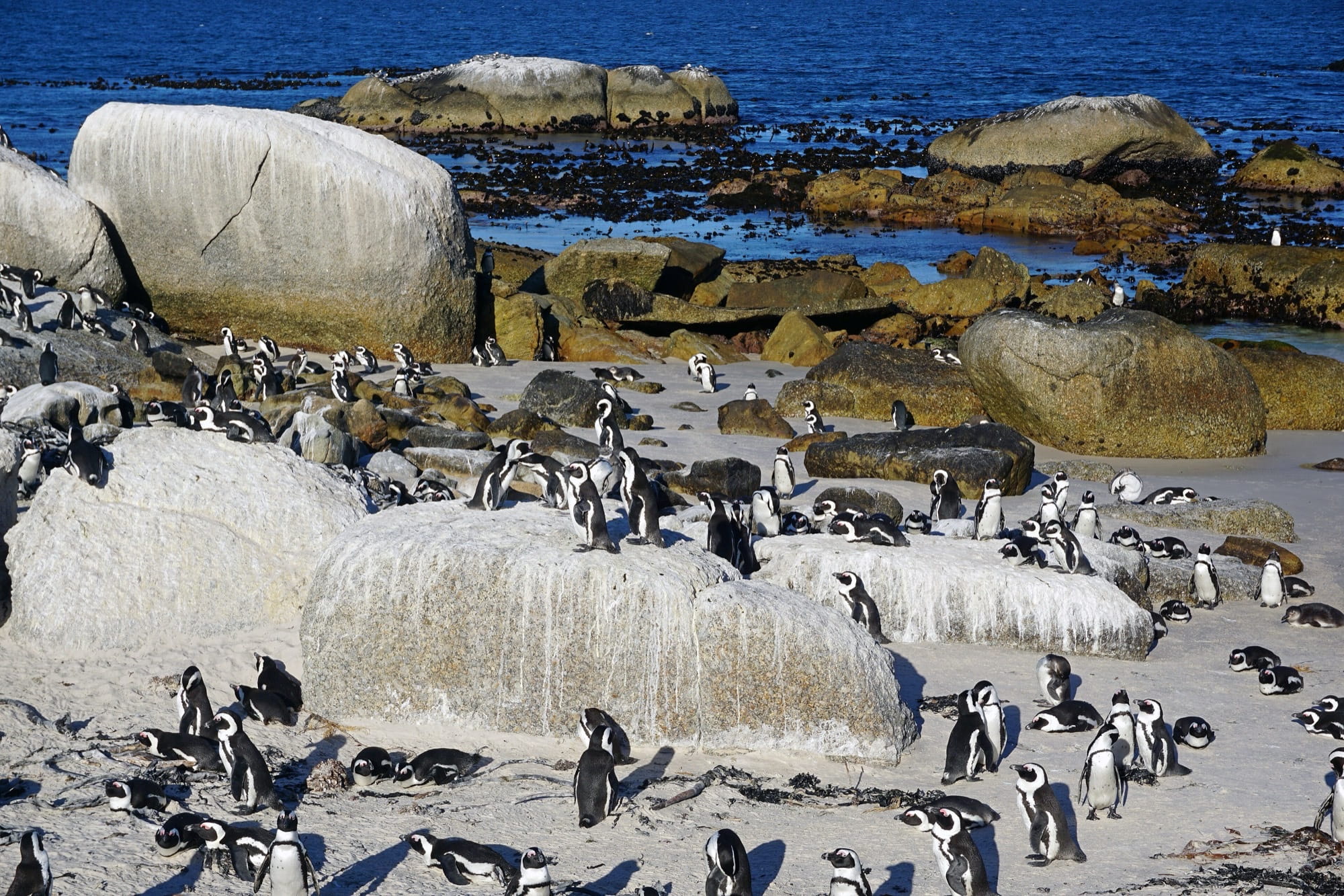 African penguins standing on white sand between granite boulders at Boulders Beach with the sea behind them