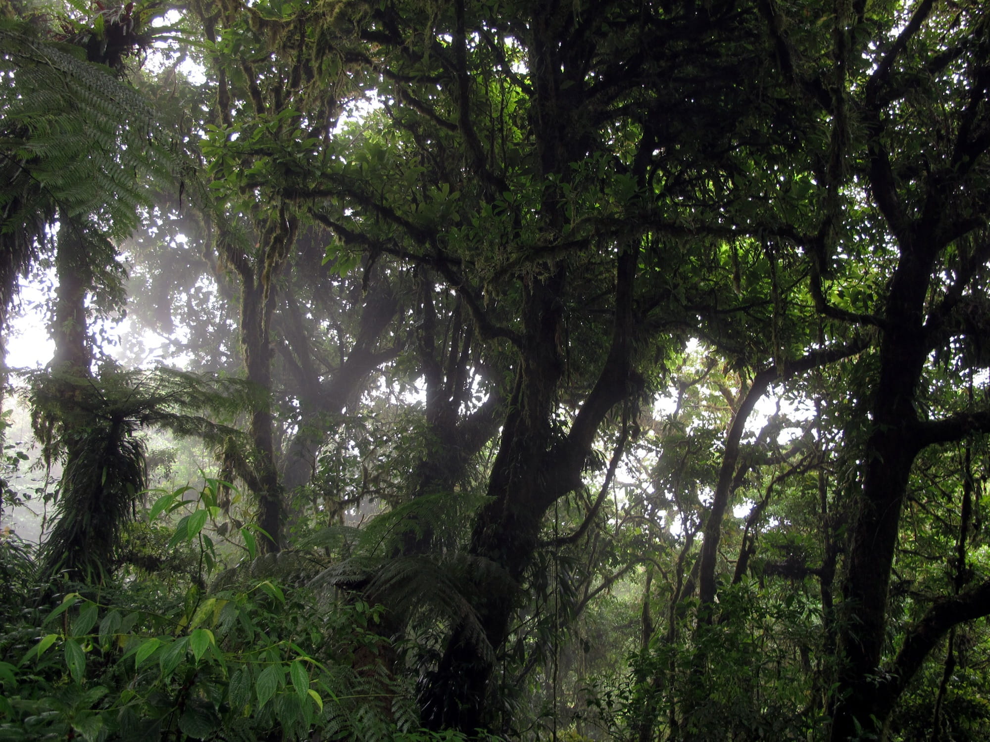 Moss-covered trees and tree ferns in thick mist inside the Monteverde Cloud Forest Reserve, with pale light filtering through the canopy