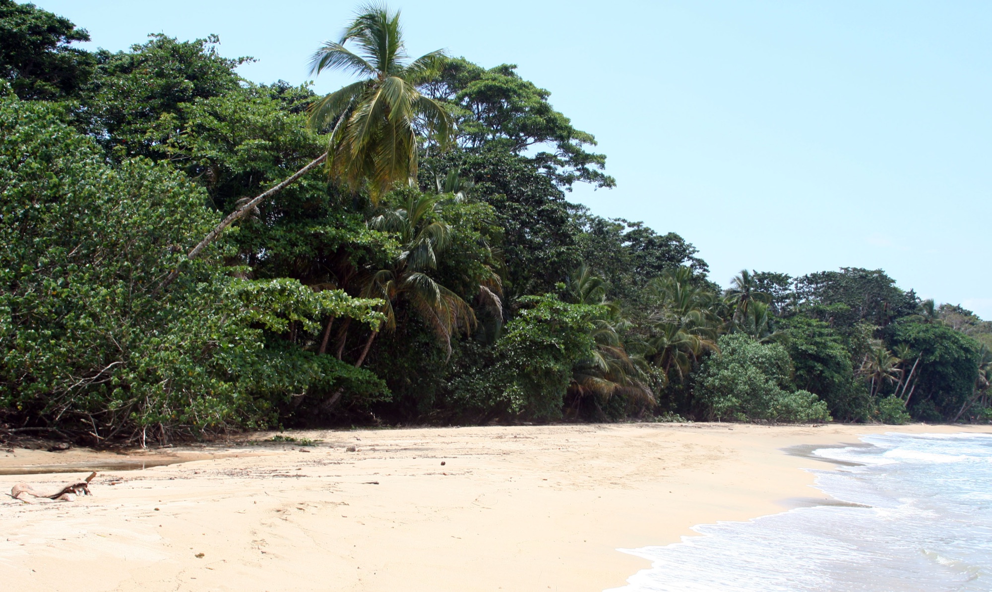 Empty pale-sand beach backed by leaning coconut palms and dense jungle, with small waves breaking at Puerto Viejo on Costa Rica's Caribbean coast
