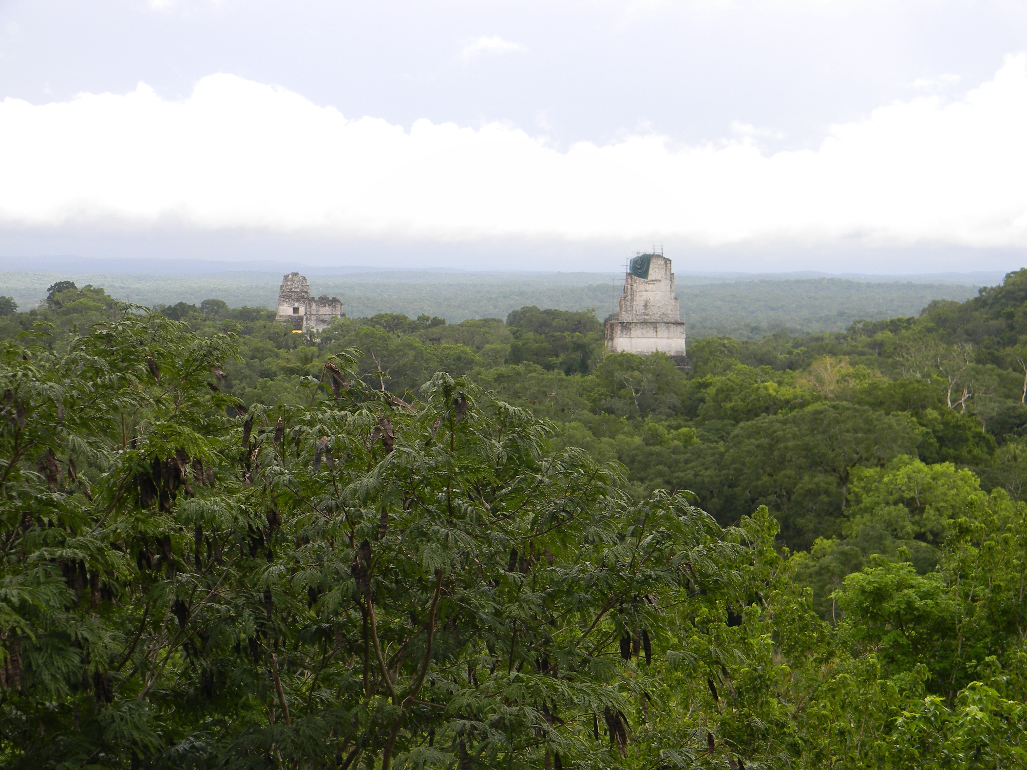 The roof combs of Tikal's Temples I, II and III rising above the unbroken jungle canopy, seen from the top of Temple IV