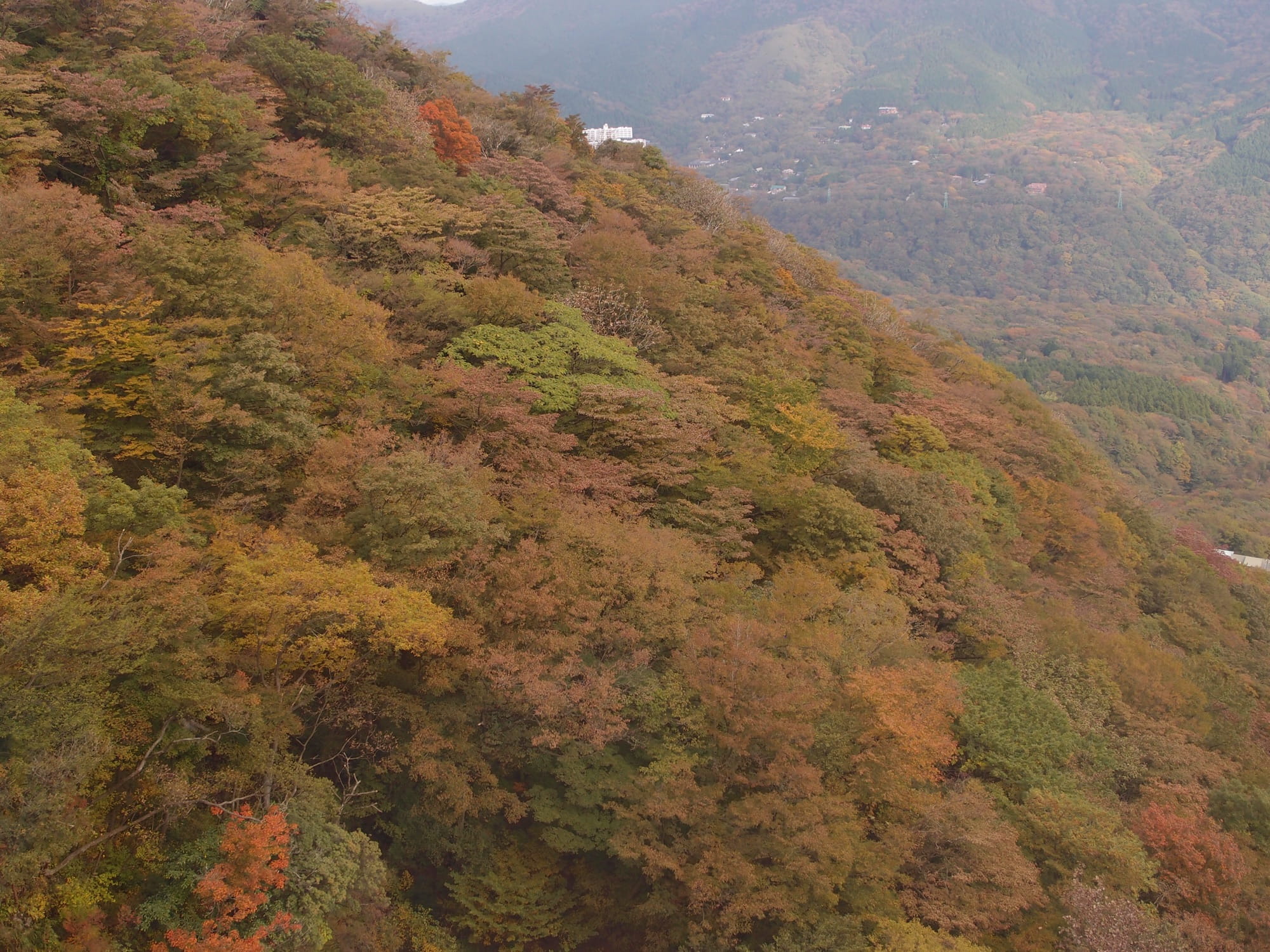 A steep forested hillside in early autumn colour, greens turning to orange and brown, seen from above on the Hakone Ropeway between Sounzan and Owakudani, with the valley floor and a few buildings far below
