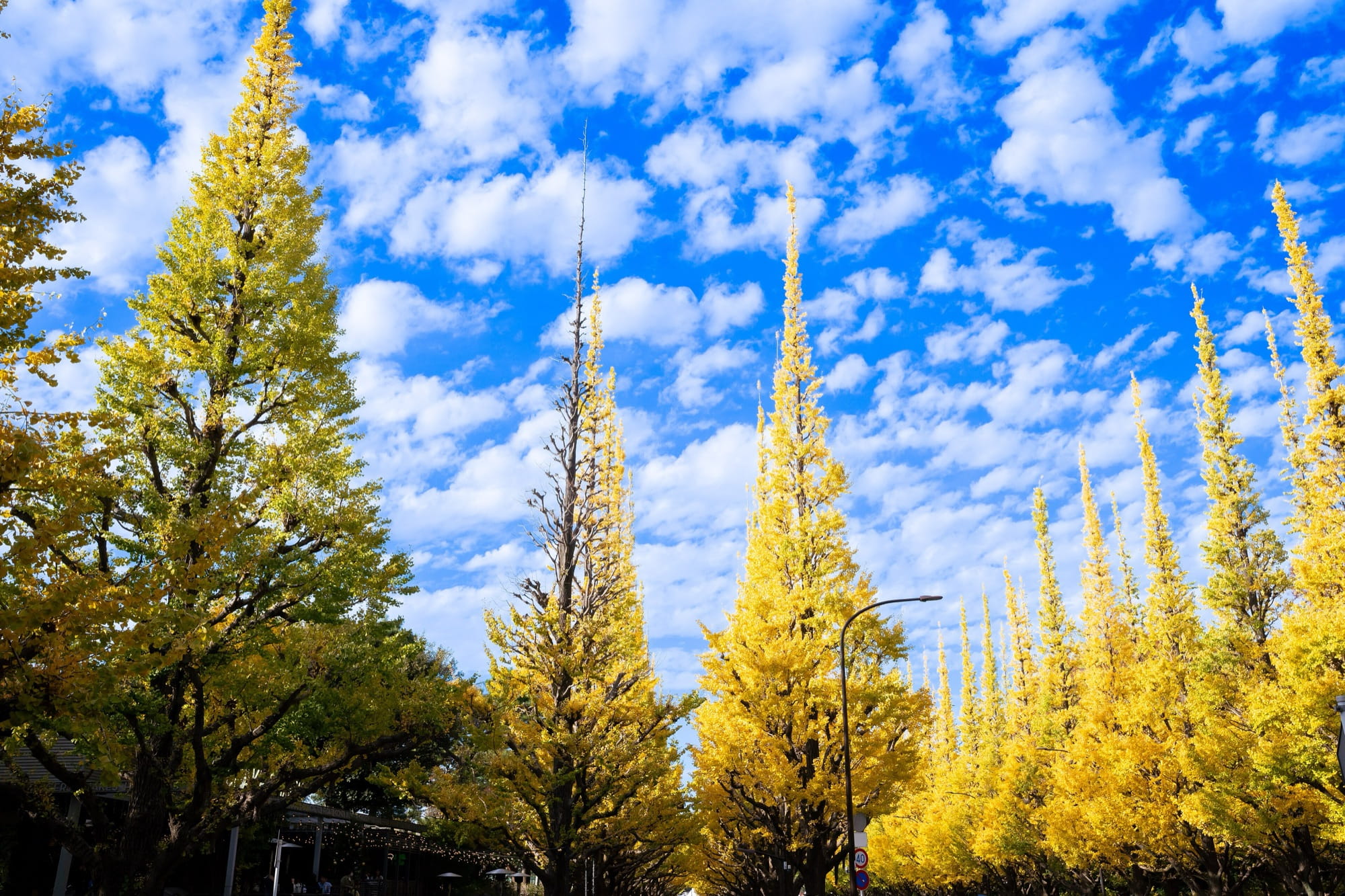 Tall, narrow ginkgo trees in full yellow along the Meiji Jingu Gaien avenue in Tokyo, photographed from below against a blue sky with scattered white clouds