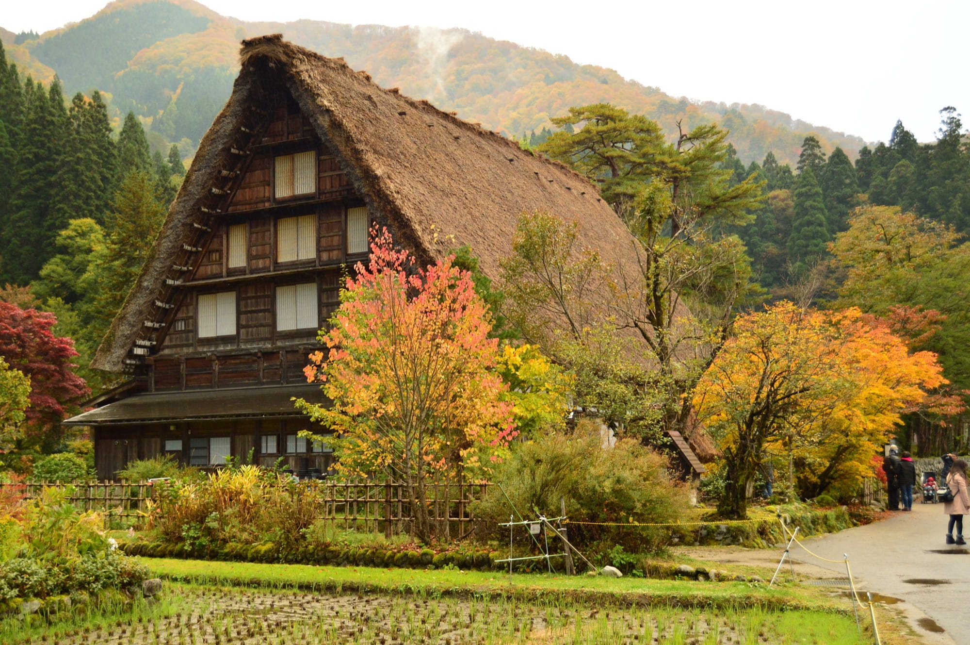 A large thatched gassho-style farmhouse in Shirakawa-go with orange and yellow autumn trees beside it, a small rice field in front and forested hills behind