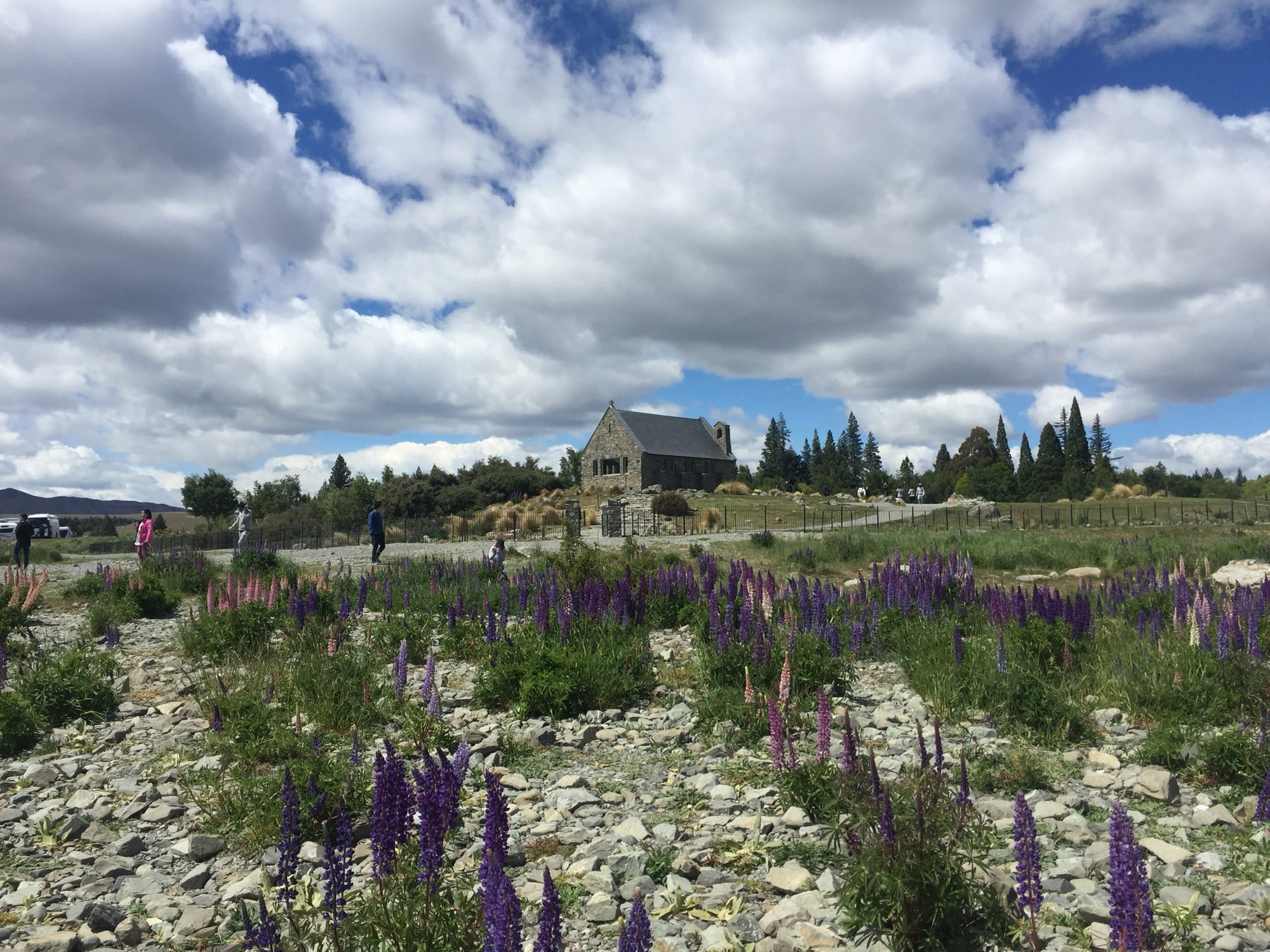 Stone Church of the Good Shepherd at Lake Tekapo with purple and pink lupins in the rocky foreground under a cloudy summer sky