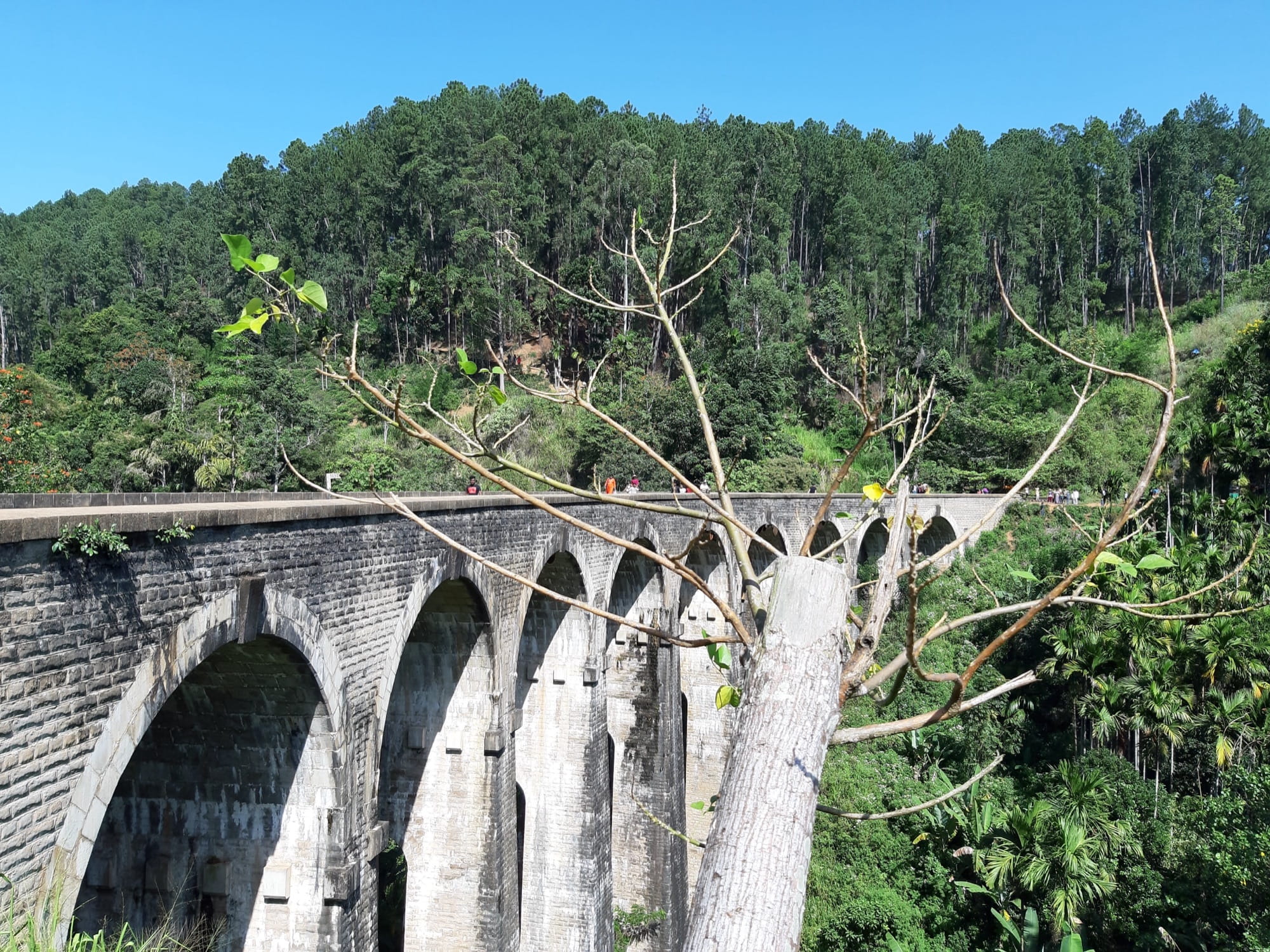 Nine Arch Bridge near Ella: the stone viaduct's arches seen from below, with people walking on top and pine forest behind