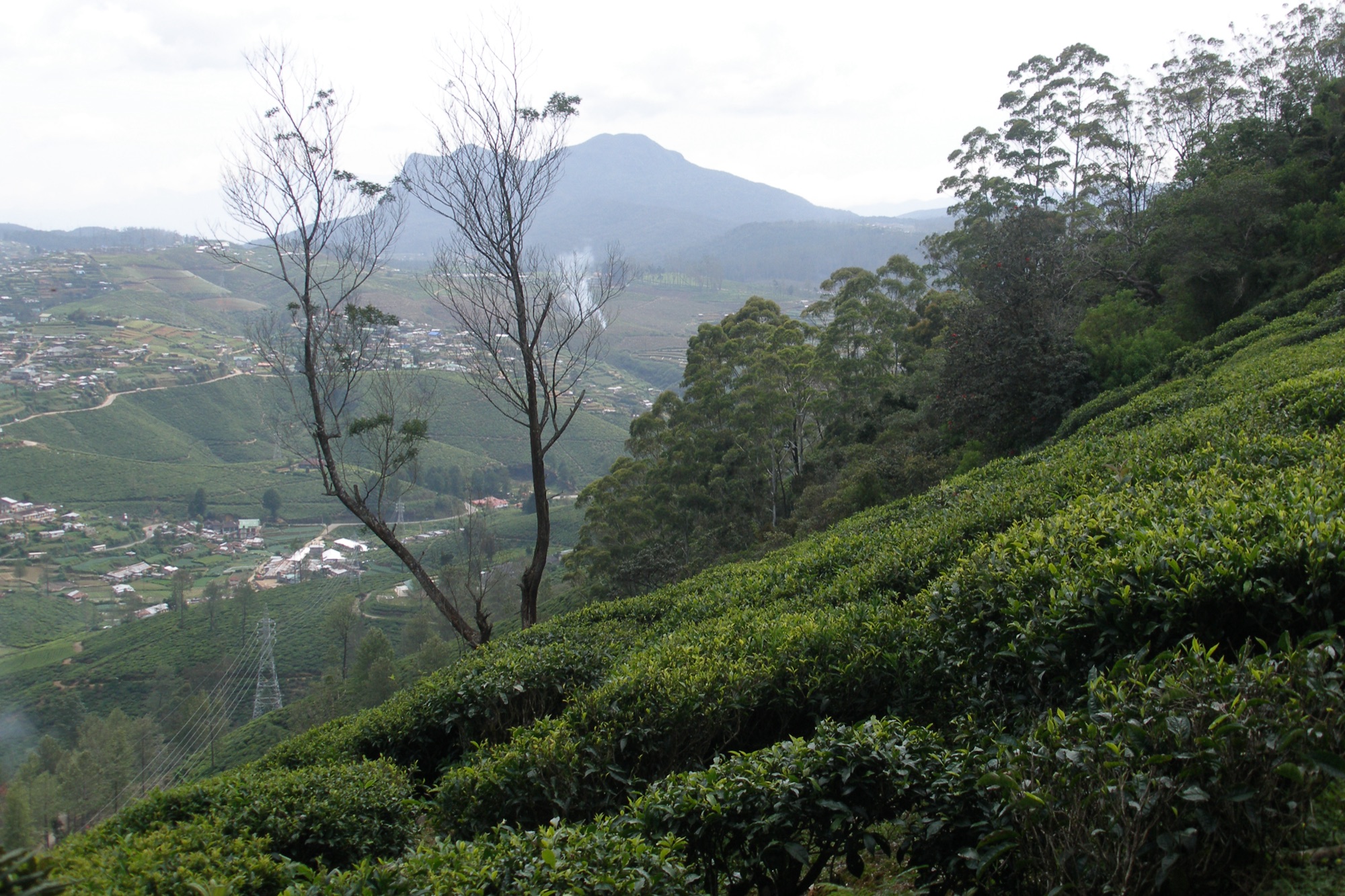 Tea bushes on a hillside near Nuwara Eliya with the town in the valley and a mountain ridge under grey cloud
