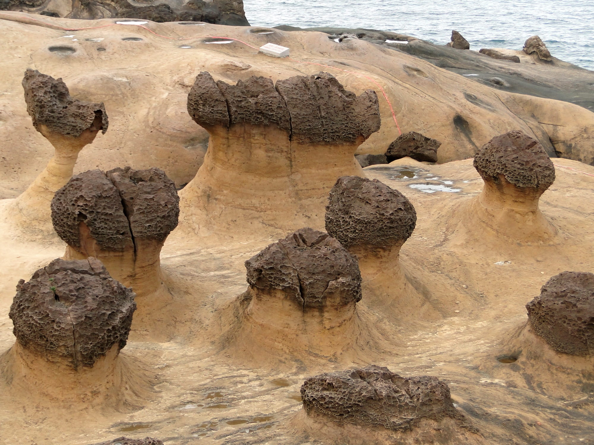 A cluster of mushroom-shaped sandstone pillars with dark pitted caps on the pale rock shelf of Yehliu Geopark beside the sea